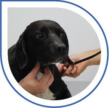 Clinica Veterinaria Latina Clinica Veterinaria Latina