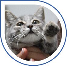Clinica Veterinaria Latina Clinica Veterinaria Latina