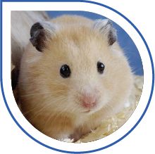 Clinica Veterinaria Latina Clinica Veterinaria Latina